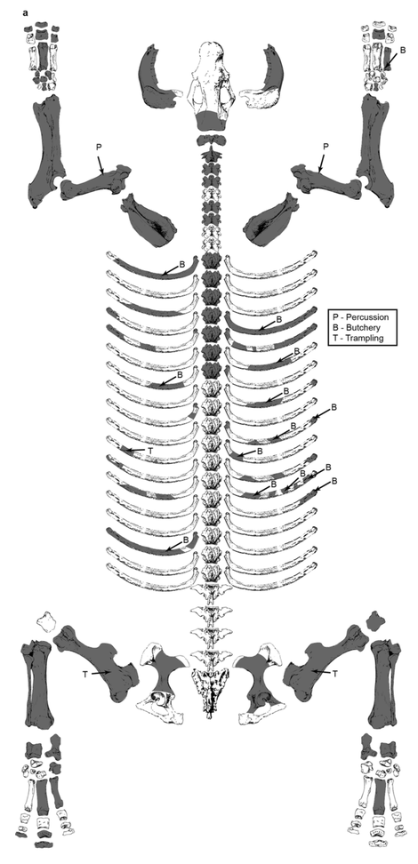 Drawing showing the uncovered rhino bones (in grey).